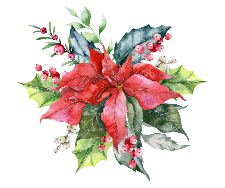 Watercolor Christmas Poinsettia PNG Bundle | 2 Designs