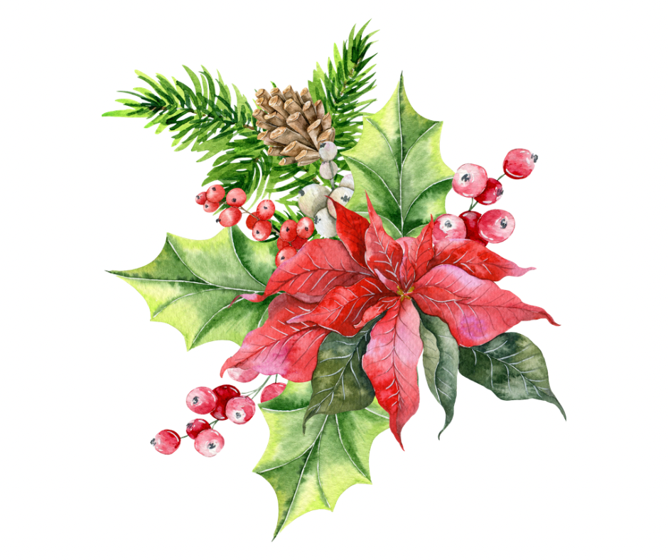 Watercolor Christmas Poinsettia PNG Bundle | 2 Designs